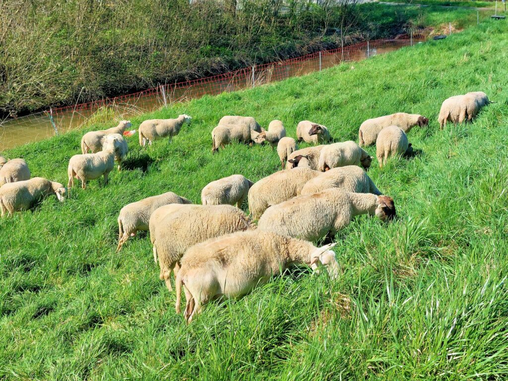 de-schapen-van-de-stadsherders-staan-weer-in-ijsselmonde_extram_1_88