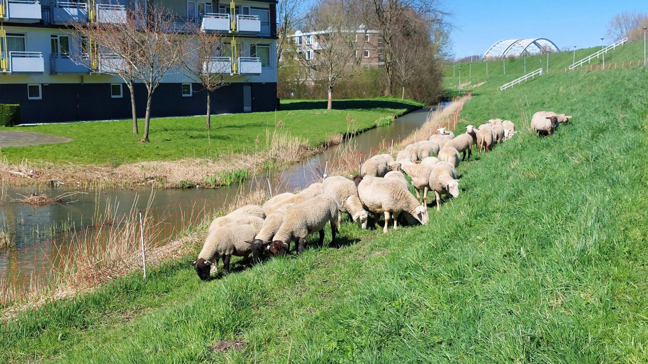 de-schapen-van-de-stadsherders-staan-weer-in-ijsselmonde_hoofdafbeelding_1_88