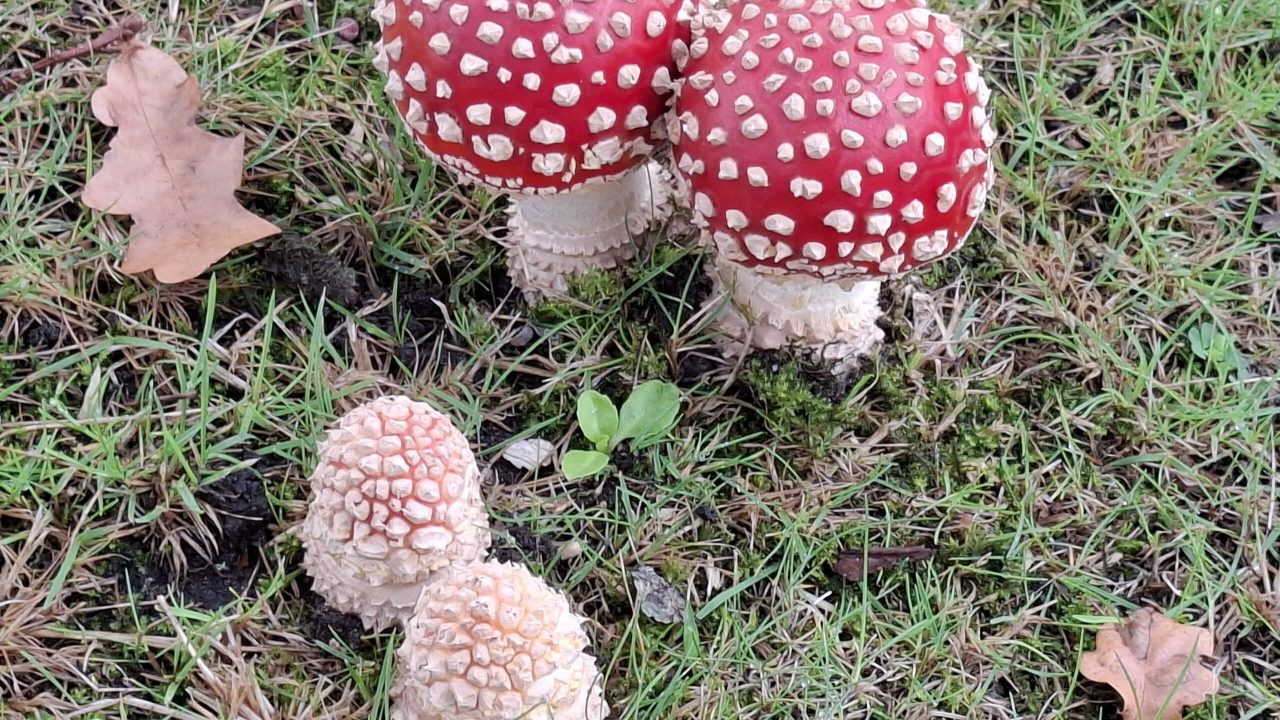 2025 11 09 FOT, minicursus Paddenstoelen, Natuurlijk Delfland, KNNV