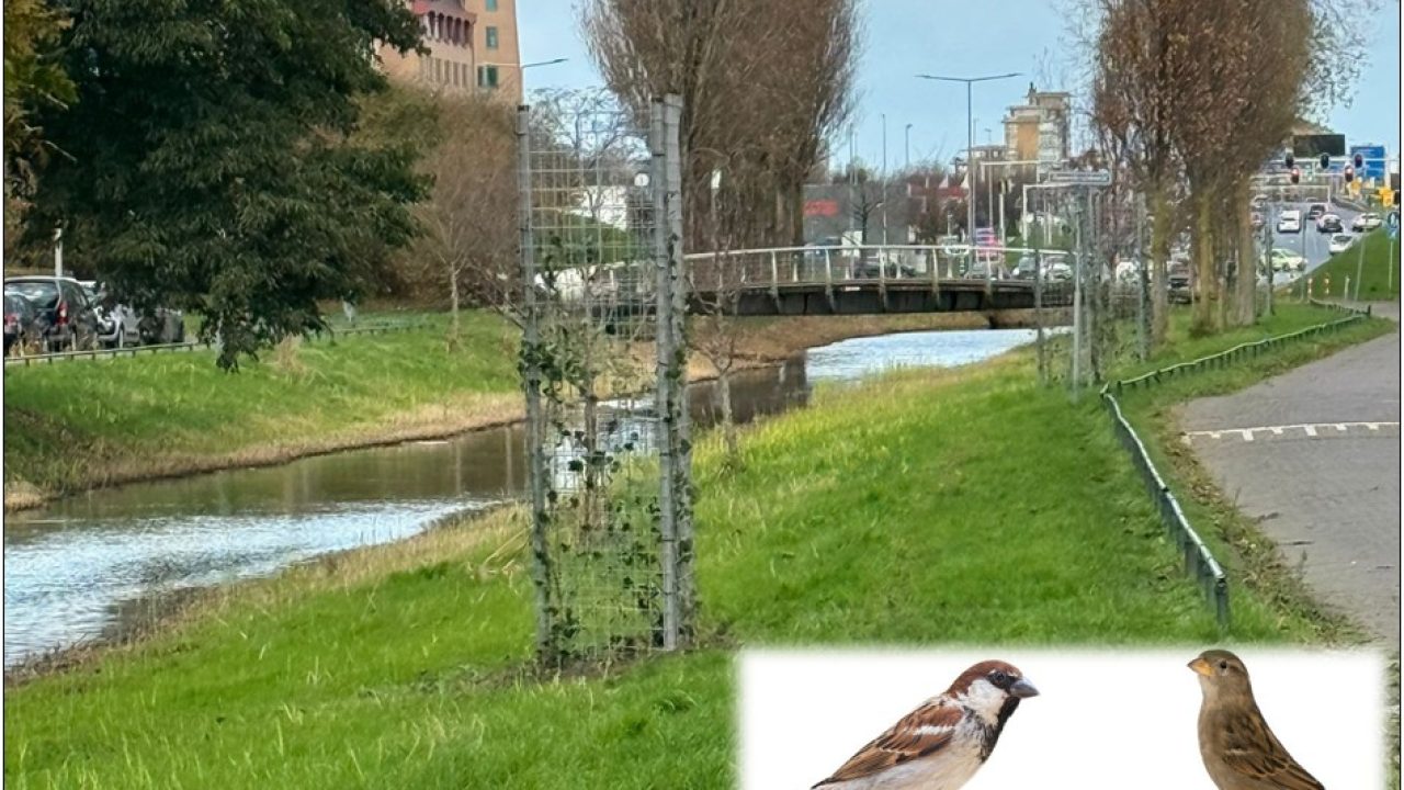 2025 12 03 FOT Haagse torens voor Haagse huismussen