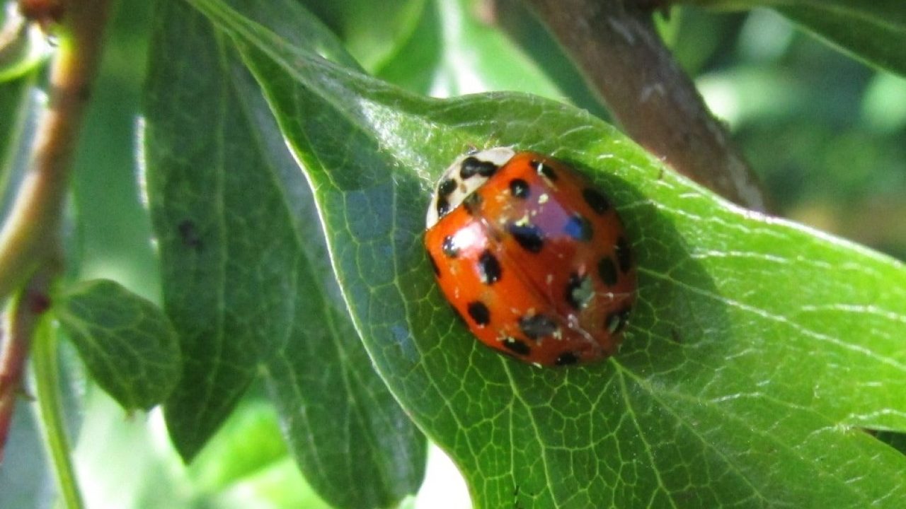 Aziatisch lieveheersbeeestje, collectie Natuurlijk Delfland