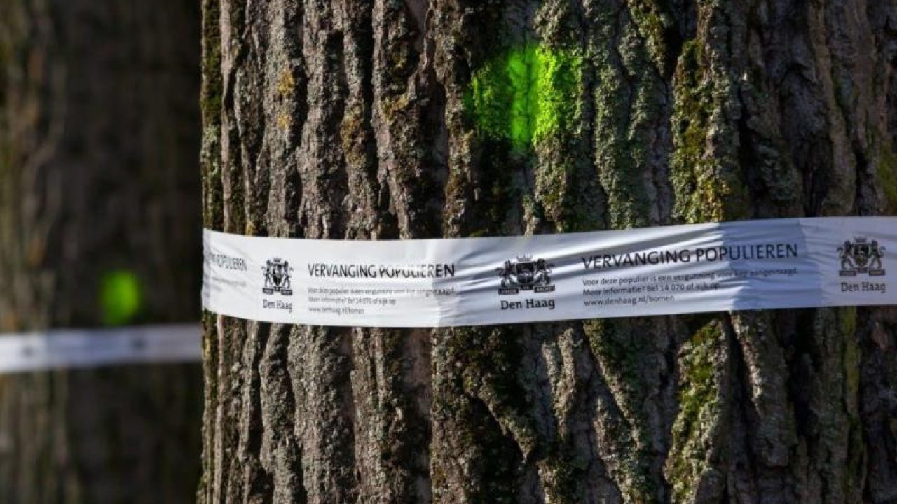 Beeld_Onveilige_populieren