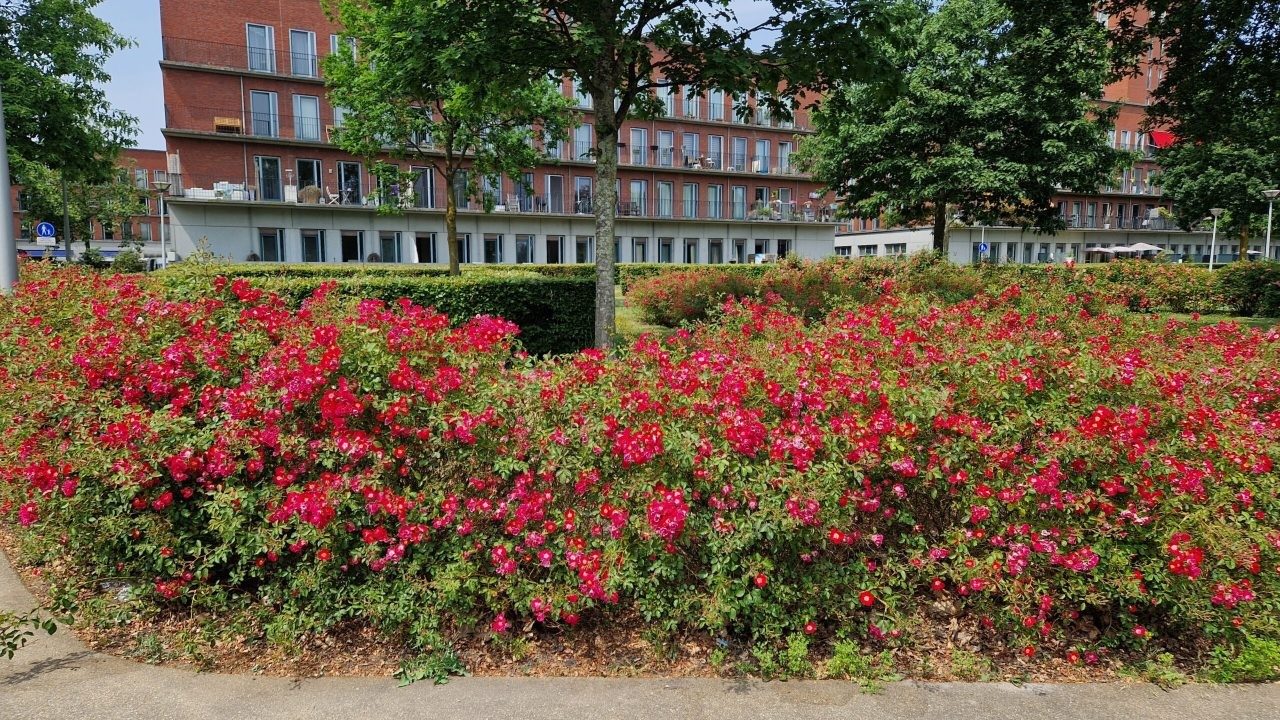Engelse tuin Ypenburg