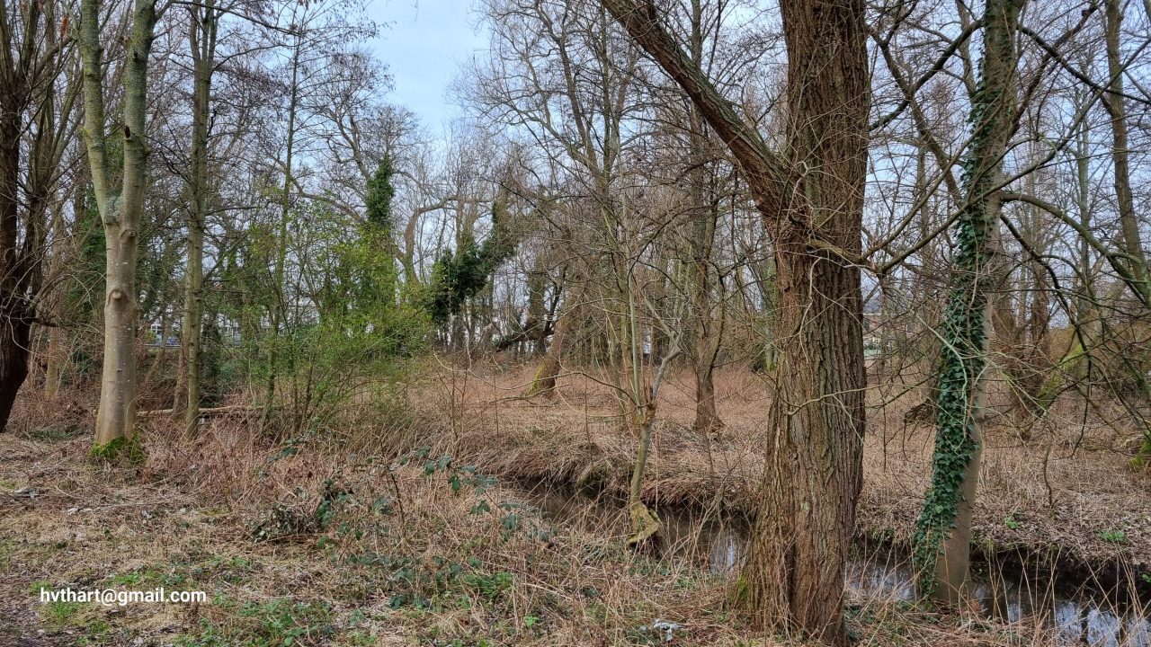 FOT Vredenoord essenbos, collectie Natuurlijk Delfland (1)
