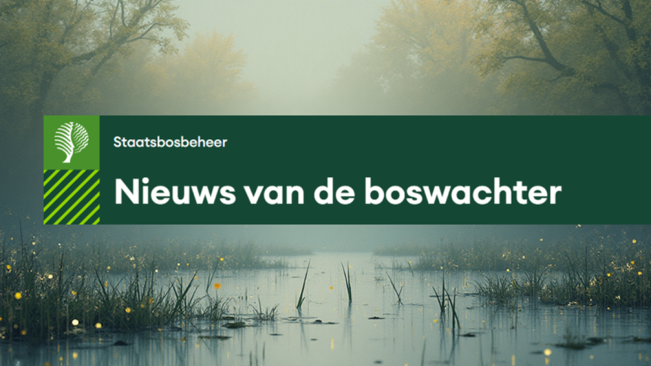 Nieuws van de boswachter - header -canva