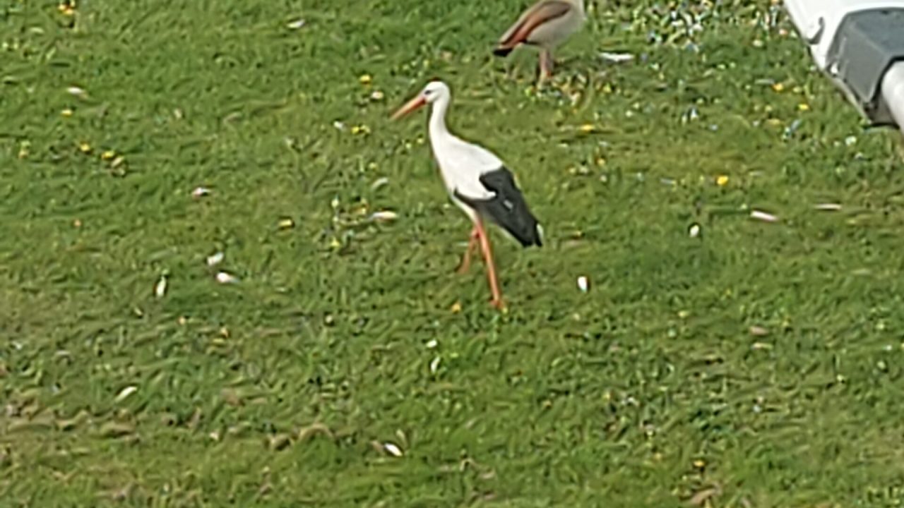 ooievaar_hoofdafbeelding_1_88