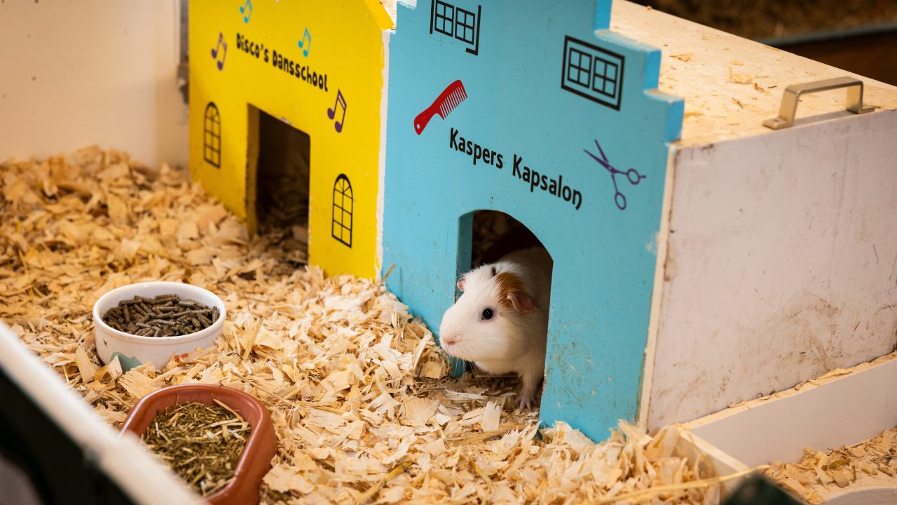 hamsters en cavia's
