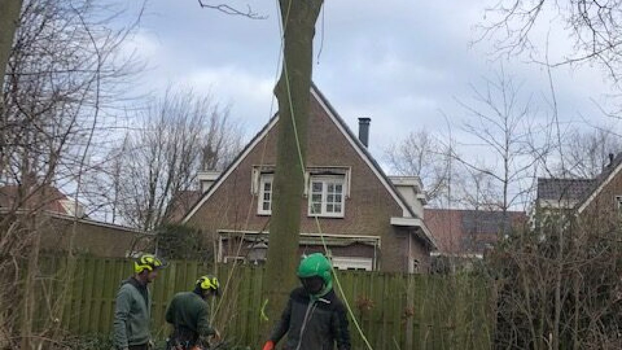 kappen bomen januari 2022 foto 1