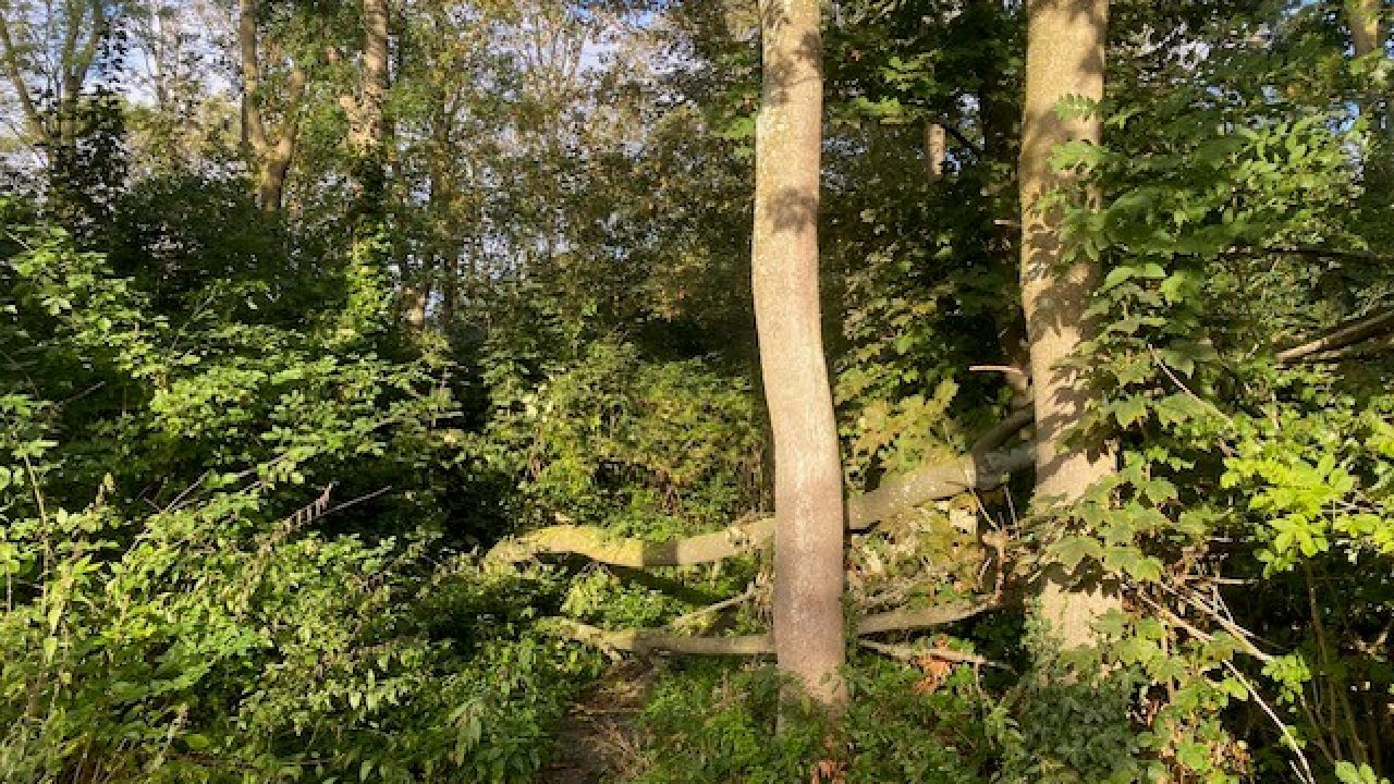 omgevallen-bosje-Boswinde