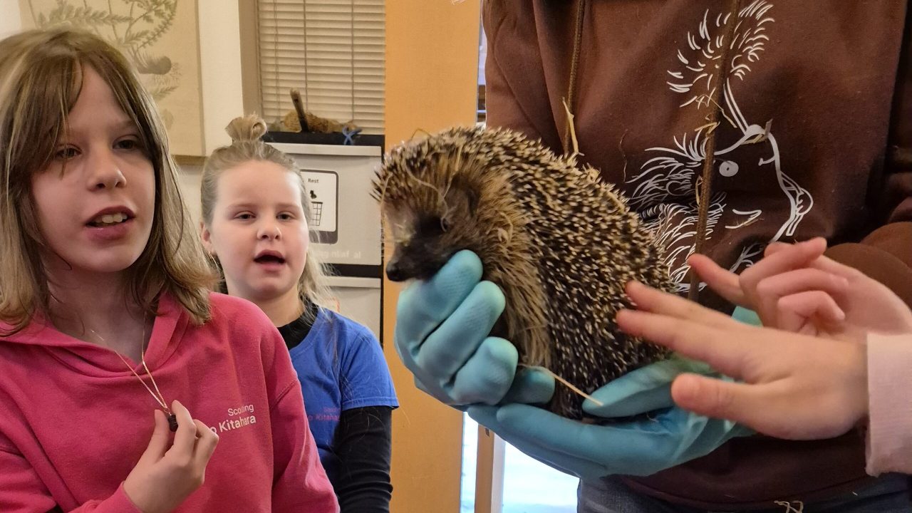 scouts geven egel nieuw huis