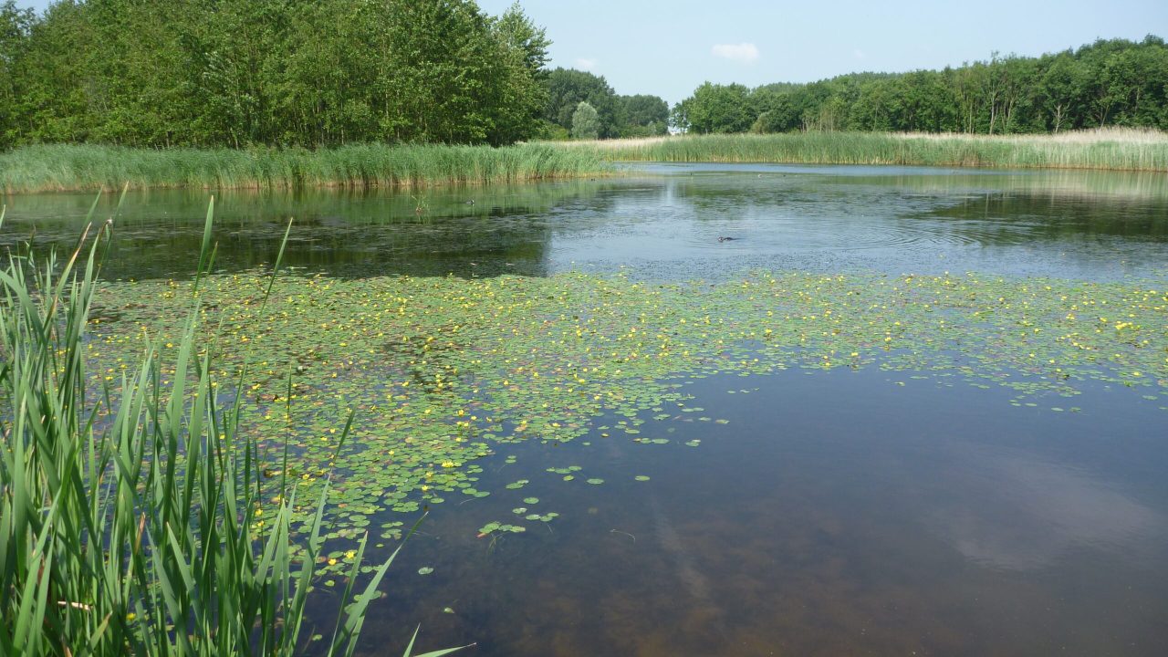 2024 09 07 FOT watergentiaan, collectie Natuurlijk Delfland