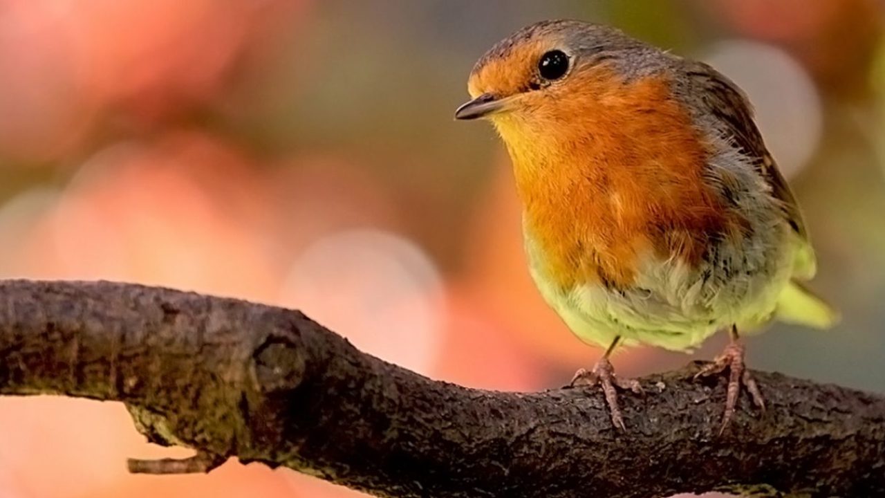 nationale-tuinvogeltelling-afbeelding-roodborst