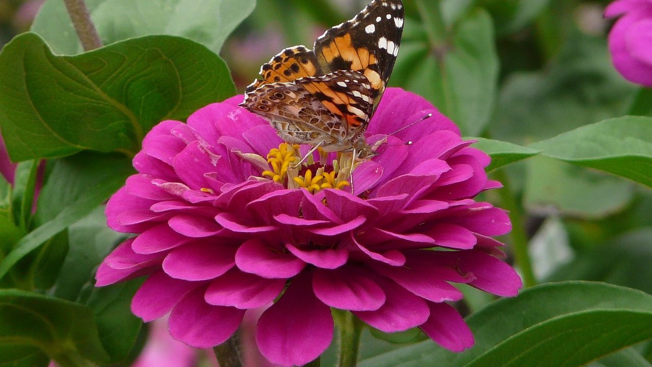 vlinder op dahlia